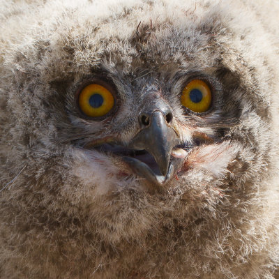 Eurasian Eagle Own / Oehoe / Bubo bubo