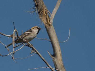 Saxaul Sparrow / Saxaulmus / Passer ammodendri