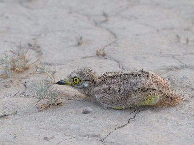 Stone-curlew / Griel / Burhinus oedicnemus