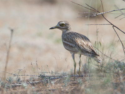Stone-curlew / Griel / Burhinus oedicnemus
