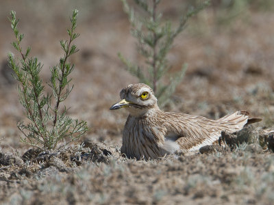 Stone-curlew / Griel / Burhinus oedicnemus