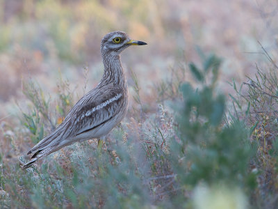 Stone-curlew / Griel / Burhinus oedicnemus