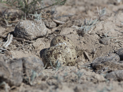 Stone-curlew / Griel / Burhinus oedicnemus