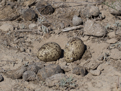 Stone-curlew / Griel / Burhinus oedicnemus