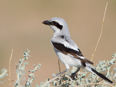 Asian Grey Shrike / Aziatische Klapekster / Lanius lahtora