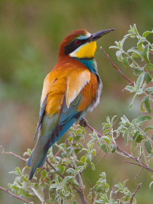 European Bee-eater / Bijeneter / Merops apiaster