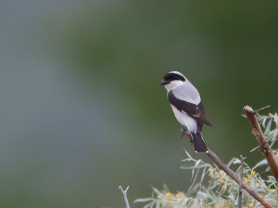Lesser Grey Shrike / Kleine klapekster / Lanius minor 