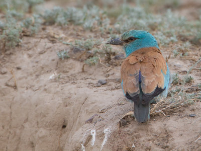 European Roller / Scharrelaar / Coracias garrulus 