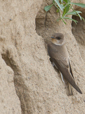 Pale Martin / Bleke Oeverzwaluw / Riparia diluta
