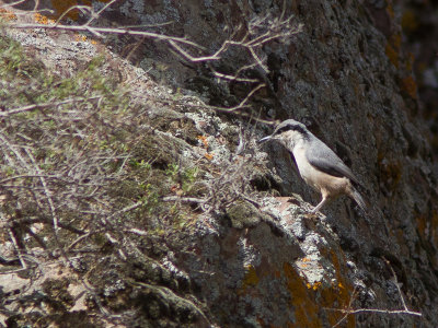Eastern Rock Nuthatch / Grote Rotsklever / Sitta tephronota