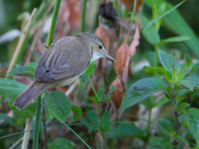 Kleine karekiet / Eurasian Reed Warbler / Acrocephalus scirpaceus 