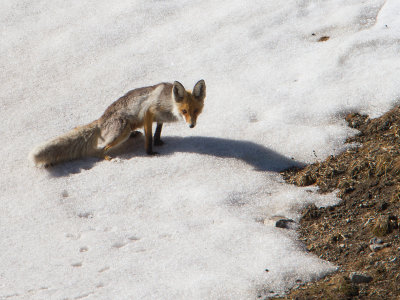 Red Fox / Vos / Vulpes vulpes 