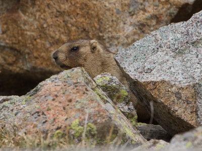 Gray Marmot / Altaimarmot / Marmota baibacina 