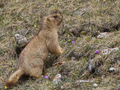 Gray Marmot / Altaimarmot / Marmota baibacina 