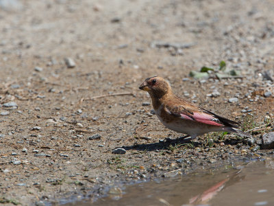 Crimson-winged Finch / Rode bergvink / Rhodopechys sanguineus