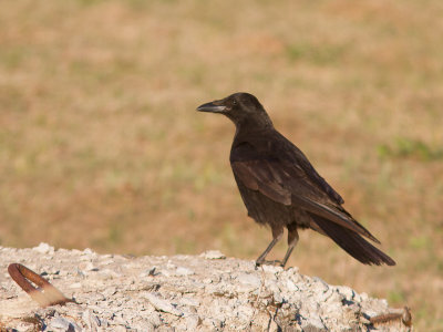Carrion Crow / Zwarte kraai / Corvus corone