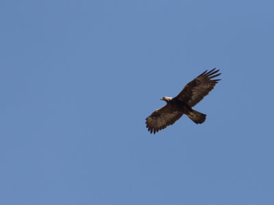 Golden Eagle / Steenarend / Aquila chrysaetos