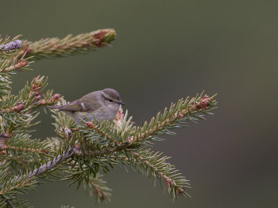 Hume's Leaf Warbler / Humes bladkoning / Phylloscopus humei