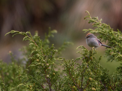 White-browed Tit-Warbler / Struikhaantje / Leptopoecile sophiae