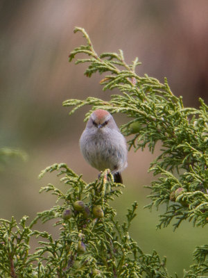 White-browed Tit-Warbler / Struikhaantje / Leptopoecile sophiae