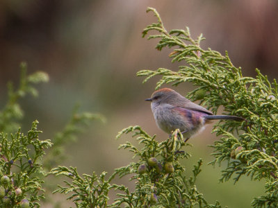 White-browed Tit-Warbler / Struikhaantje / Leptopoecile sophiae