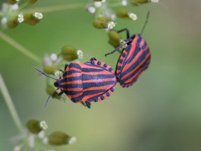 Pyjamaschildwants / Italian Striped-Bug / Graphosoma lineatum