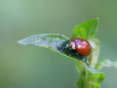 Moertje / Knotgrass Leaf Beetle / Chrysolina polita