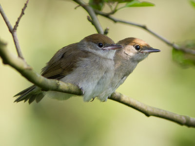 Zwartkop / Blackcap / Sylvia atricapilla