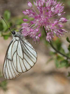 Black-veined White / Groot geaderd witje / Aporia crataegi 