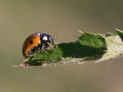 Zevenstippelig lieveheersbeestje / Seven-spot Ladybird  / Coccinella septempunctata
