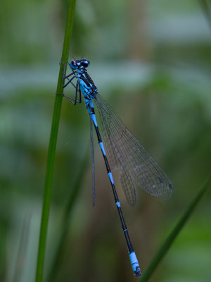 Variabele waterjuffer / Variable Bluet / Coenagrion pulchellum