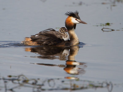 Fuut / Great Crested Grebe / Podiceps cristatus
