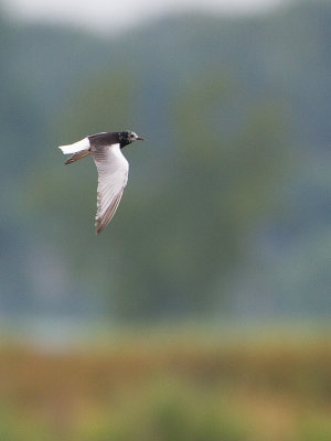 Witvleugelstern / White-winged tern / Chlidonias leucopterus