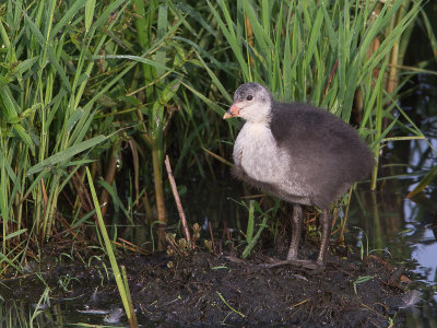 Meerkoet / Eurasian Coot / Fulica atra 