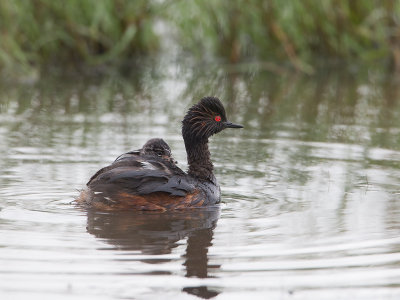 Geoorde fuut / Black-necked Grebe / Podiceps nigricollis 