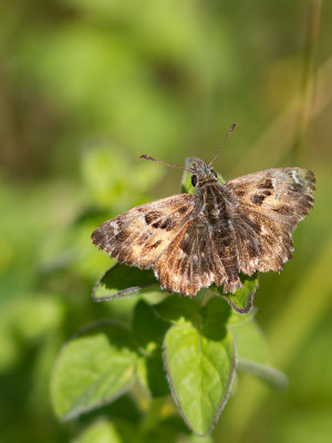 Kaasjeskruiddikkopje / Mallow Skipper / Carcharodus alceae