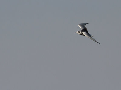Witvleugelstern / White-winged tern / Chlidonias leucopterus 