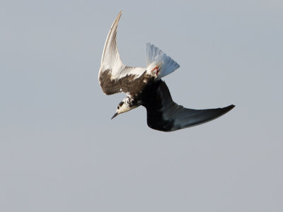 Witvleugelstern / White-winged tern / Chlidonias leucopterus 