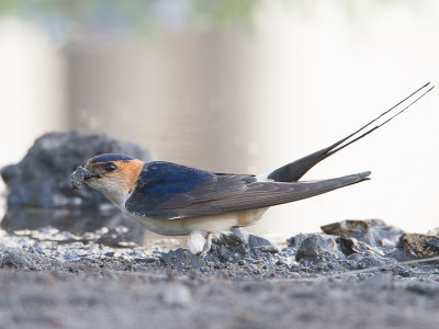 Red-rumped Swallow / Roodstuitzwaluw / Cecropis daurica
