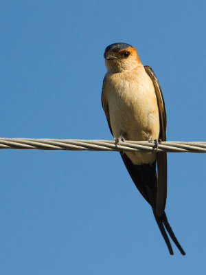 Red-rumped Swallow / Roodstuitzwaluw / Cecropis daurica