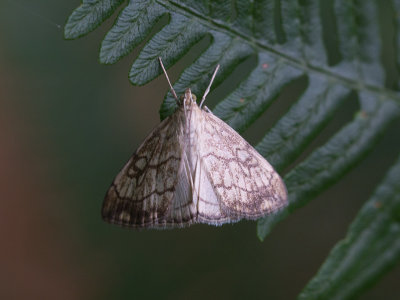 Bonte Valkmot /  Evergestis pallidata