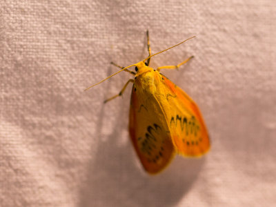 Rozenblaadje / Rosy Footman / Miltochrista miniata