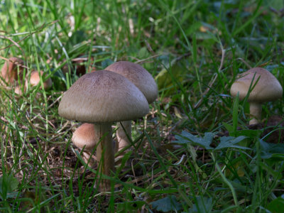 Lacrymaria lacrymabunda / Tranende franjehoed / Weeping Widow mushroom 