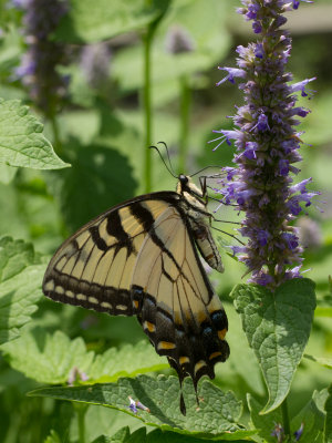 Eastern Tiger Swallowtail / Papilio glaucus 