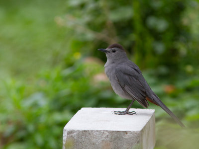 Grey Catbird / Katvogel / Dumetella carolinensis