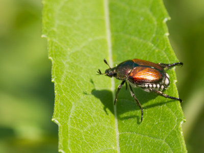 Japanse Beetle / Japanse Kever / Popillia japonica 