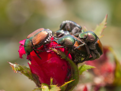 Japanse Beetle / Japanse Kever / Popillia japonica 