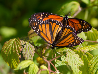 Monarchvlinder / Monarch / Danaus plexippus 
