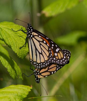 Monarchvlinder / Monarch / Danaus plexippus 