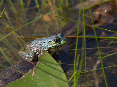 Green Frog / Lithobates clamitans
